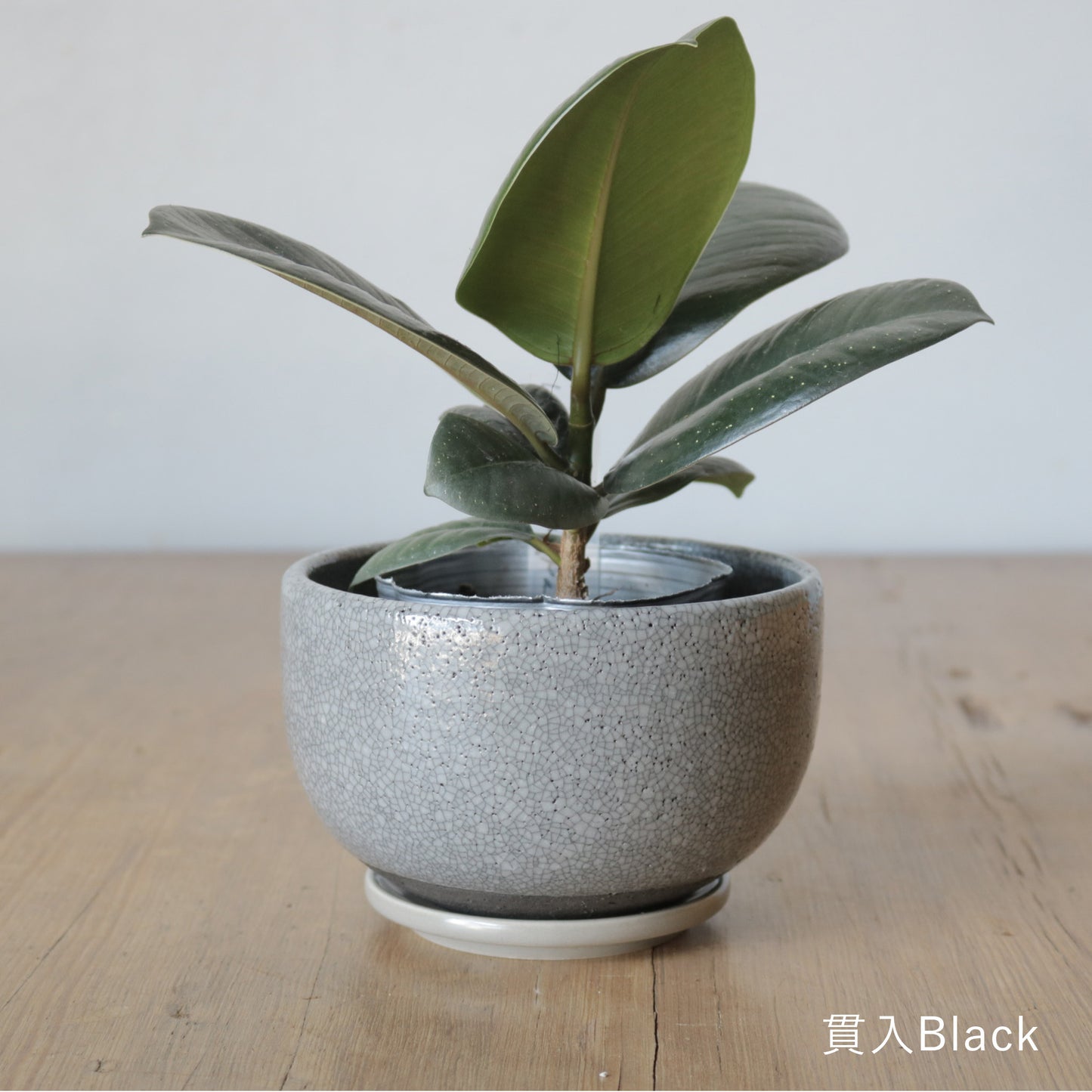 Mission Bay オリジナル 植木鉢どんぶり