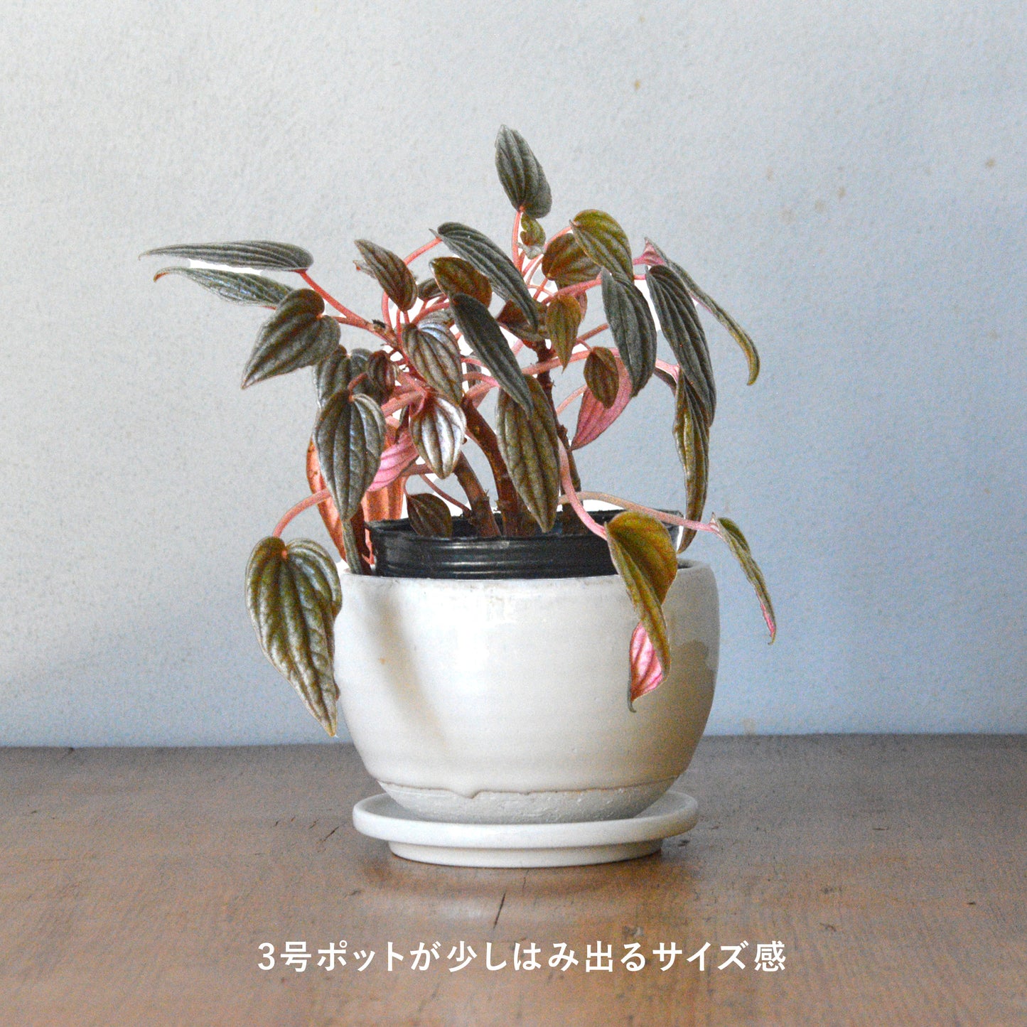 Mission Bay オリジナル植木鉢 - ゆったり椀