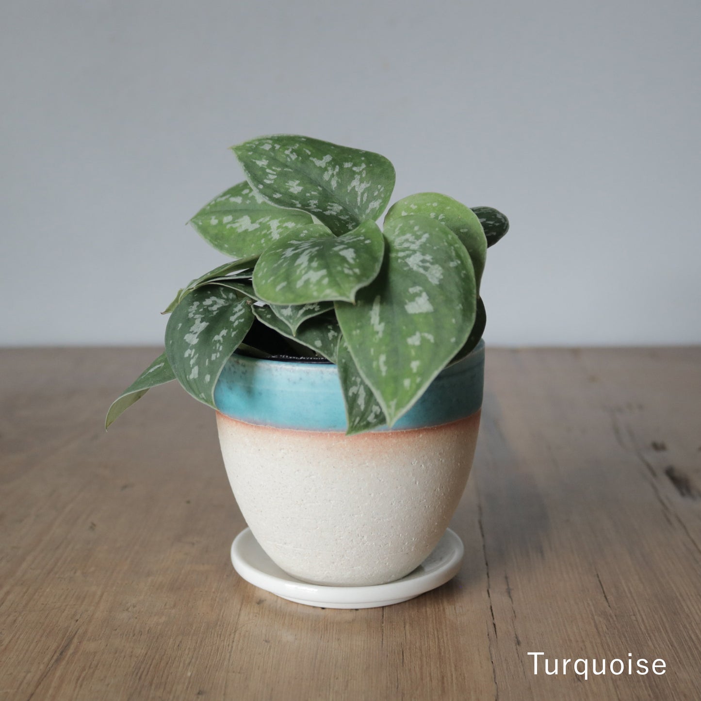 MissionBay オリジナル 植木鉢V型